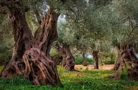 马略卡岛百科 马略卡岛百科